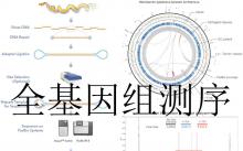 細(xì)菌基因組測(cè)序